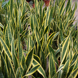 Product afbeelding 5