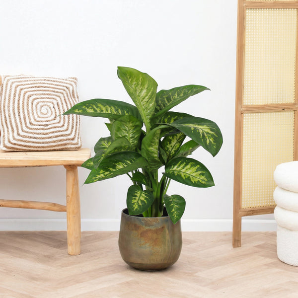 Dieffenbachia Reeva - 80cm kopen bij Green Bubble