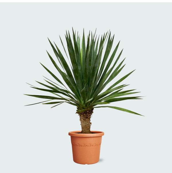 Dracaena Draco - 130 cm kopen bij Green Bubble
