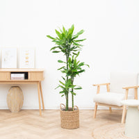 Dracaena Golden Coast - 160cm