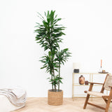 Product afbeelding 1
