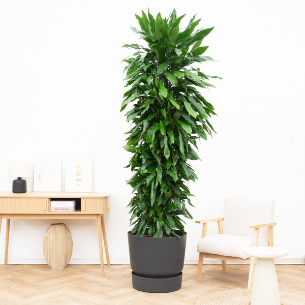 Dracaena Janet Lind vertakt - 230 cm kopen bij Green Bubble