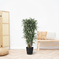 Dracaena Warneckei vertakt - 180cm