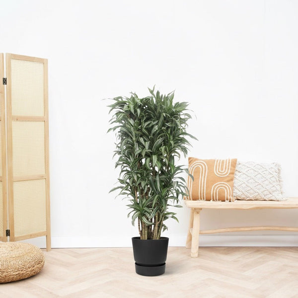 Dracaena Warneckei vertakt - 180cm kopen bij Green Bubble