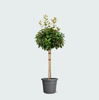 Eleagnus - 100 cm