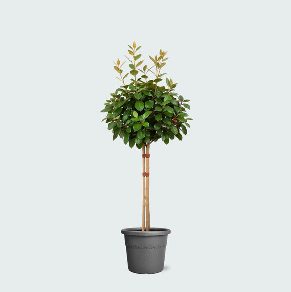 Eleagnus - 100 cm kopen bij Green Bubble