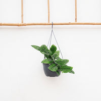 Epipremnum pinnatum 'Marble Planet' hangplant - 30cm