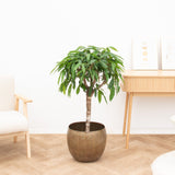 Product afbeelding 1