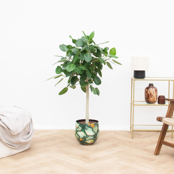 Ficus Benghalensis Audrey op stam - 130cm kopen bij Green Bubble