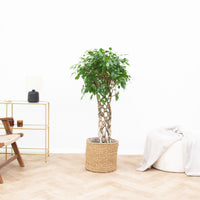 Mata pleciona Ficus Benjamina - 120 cm