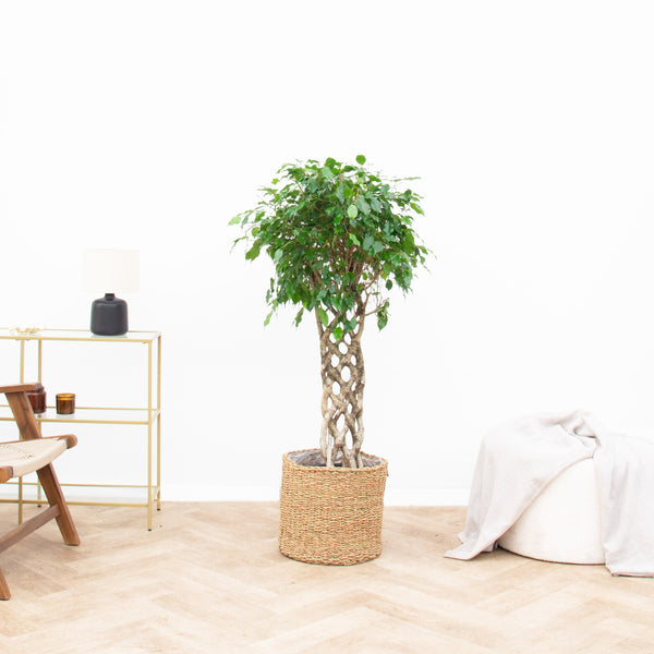 Ficus Benjamina flätad matta - 120 cm kopen bij Green Bubble