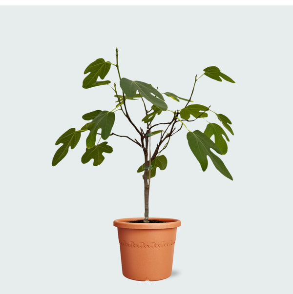 Ficus Carica (vijgenboompje) - 70cm kopen bij Green Bubble