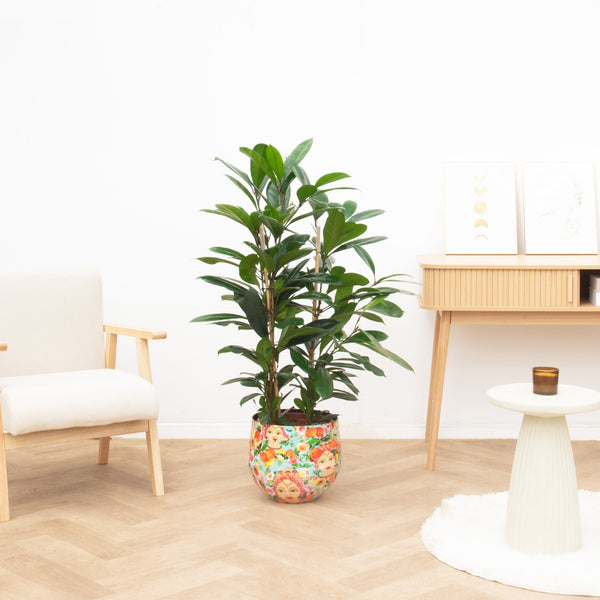 Ficus Cyathistipula - 100 cm kopen bij Green Bubble