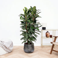 Ficus Cyathistipula struik - 150 cm