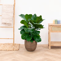 Ficus Lyrata struik - 100cm