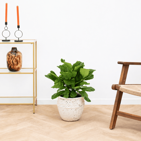 Ficus Lyrata struik - 60 cm kopen bij Green Bubble