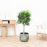 Ficus Nitida op stam - 150cm
