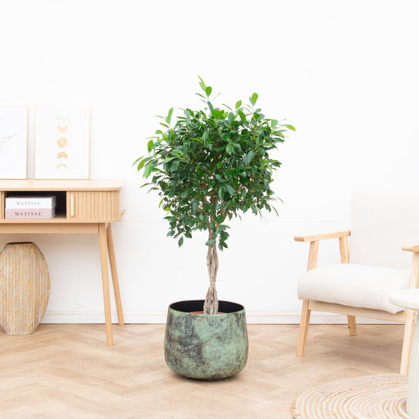 Ficus Nitida gevlochten stam - 120 cm kopen bij Green Bubble