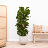 Ficus Lyrata struik - 180cm