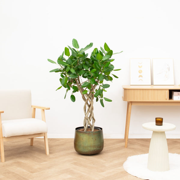 Ficus benghalensis cilinder - 150 cm kopen bij Green Bubble