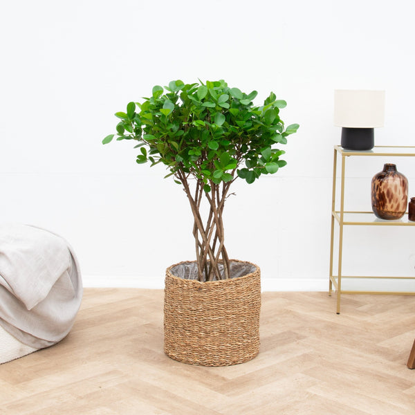 Ficus Moclame gevlochten cilinder - 100 cm