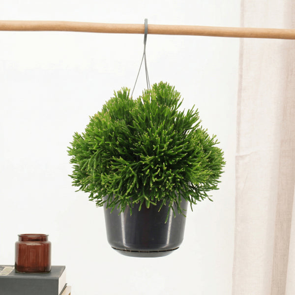 Hatiora - 30 cm kopen bij Green Bubble