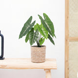 Product afbeelding 1