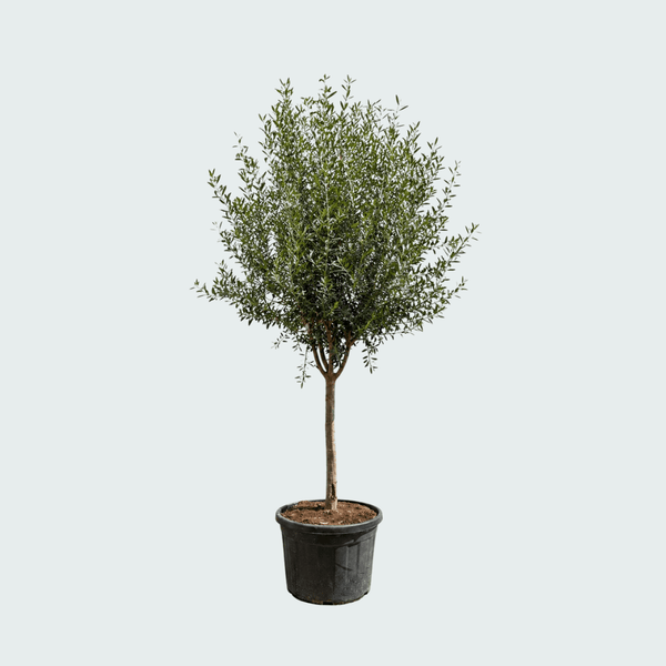 Olijfboom Olea Europaea Cultivo - 230cm / stamomtrek 20 - 25cm kopen bij Green Bubble