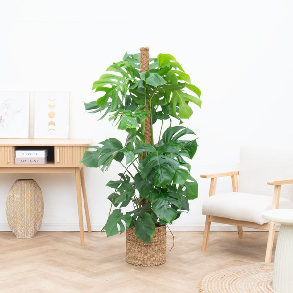 Monstera Deliciosa XL - 160cm kopen bij Green Bubble