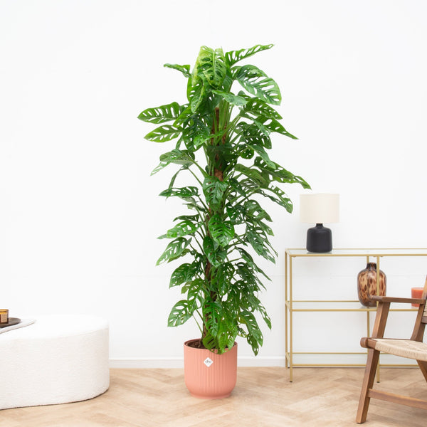 Monstera Monkey Leaf - 180cm kopen bij Green Bubble