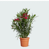Product afbeelding 4