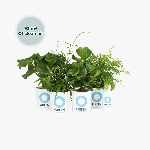 Ogreen - South America kopen bij Green Bubble