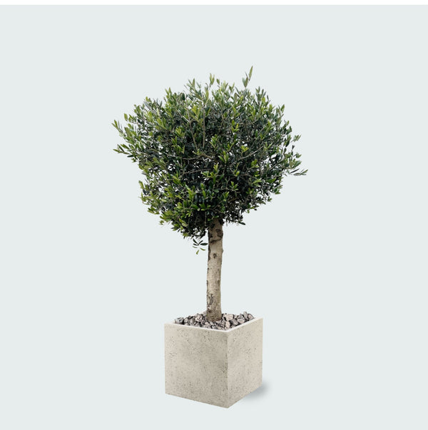 Combi deal - Olijfboom Olea Lorc inclusief Grigio Cube - 180 cm kopen bij Green Bubble