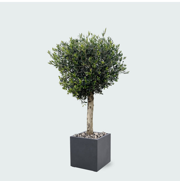 Combi deal - Olijfboom Olea Lorc inclusief Grigio Cube - 180 cm kopen bij Green Bubble