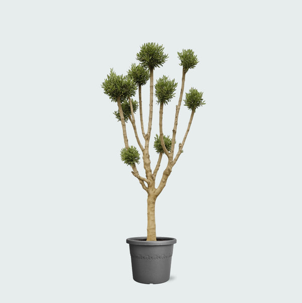Olea Pom Pon XXL - 250cm kopen bij Green Bubble