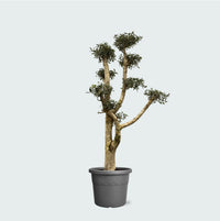 Olea Pom Pon XL - 200 cm