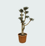 Product afbeelding 2