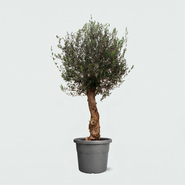 Olijfboom Olea Europaea Bonsai - 200cm / stamomtrek 45 - 60cm kopen bij Green Bubble