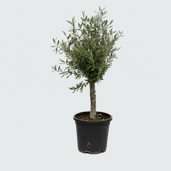 Olijfboom Olea Europaea Lorc - 130cm / stamomtrek 17-20cm kopen bij Green Bubble