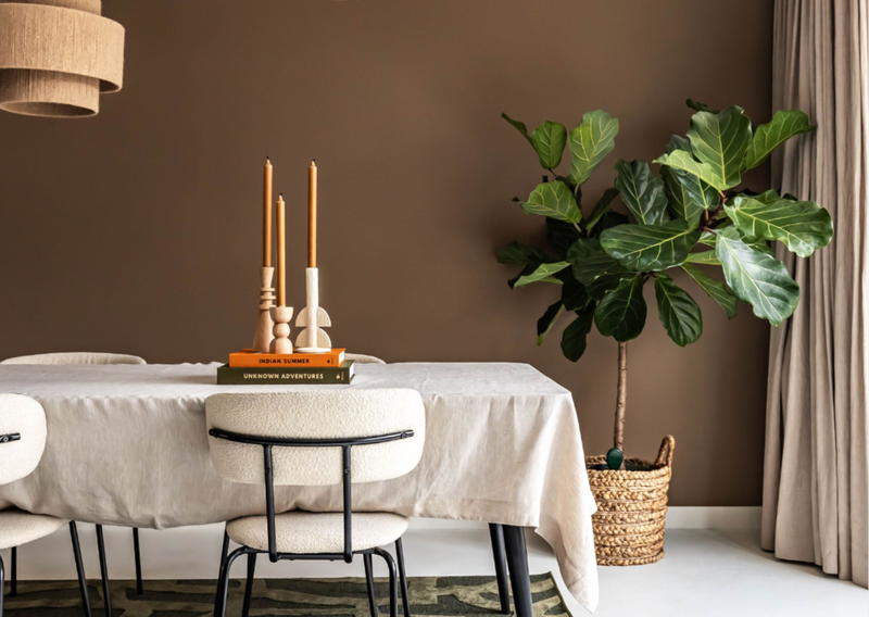 Pflege Ficus verzorging - Green Bubble
