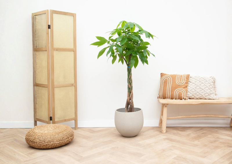 Care Pachira Aquatica verzorging - Green Bubble