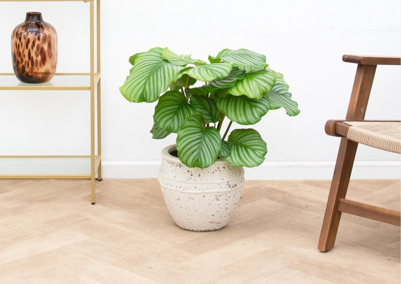 Pleje af calathea verzorging - Green Bubble