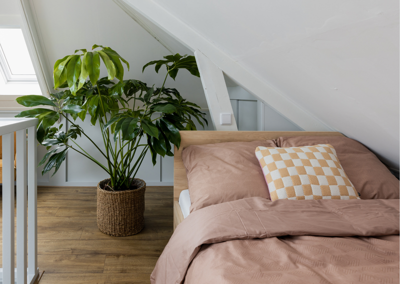 Pflege Philodendron verzorging - Green Bubble