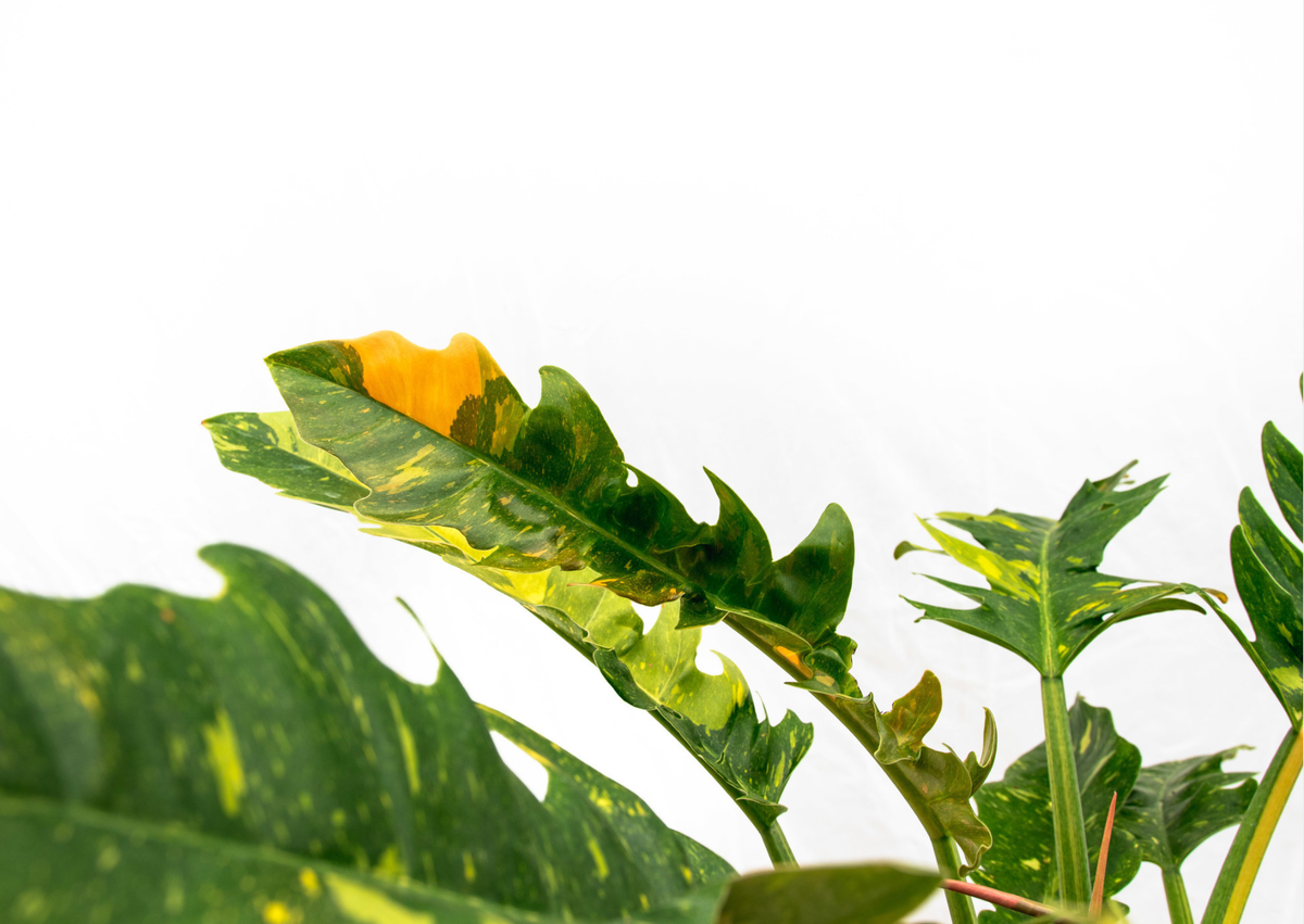 Pflege Philodendron verzorging - Green Bubble