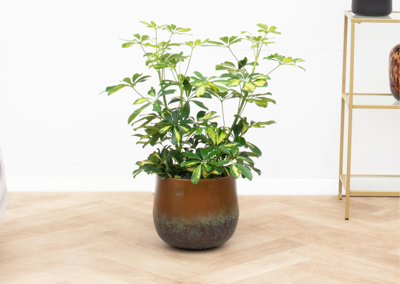 Care of Schefflera verzorging - Green Bubble