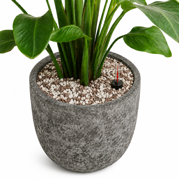 Potting indoor plant kopen bij Green Bubble