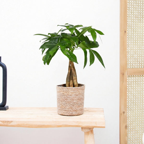 Pachira Aquatica - 45 cm kopen bij Green Bubble