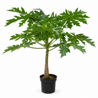 Papaya - 150cm