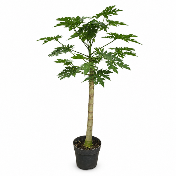 Papaya - 225cm kopen bij Green Bubble