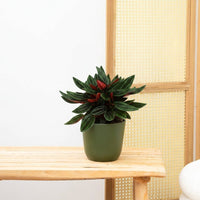 Peperomia Caperata Rosso - 20cm